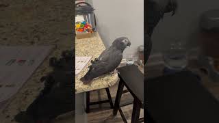 Merlin an African Grey Timneh parrot enjoys a pleasant morning [upl. by Nnylylloh644]