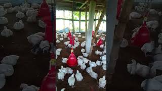 huge loss in Poultry for just coccidiosismyfirstvlogonchickenfarmhowworklabourinbroilerchickenfarm [upl. by Eusadnilem]