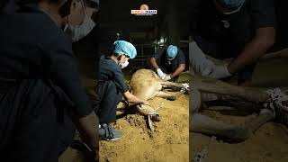 NilGai Rescue  Meerut Uttar Pradesh  Gokul Dham Mahatirth [upl. by Ytirahc]