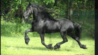 KFPS Approved Friesian Stallion Sape 381 Sport [upl. by Millian]