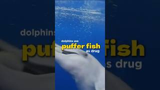 Dolphins Use Pufferfish To Get High😱💀trending shorts dolphin fish [upl. by Anuahsed]