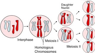 Meiosis [upl. by Danielson986]