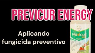 Previcur Energy aplicando fungicida preventivo en los Bonsais [upl. by Noteek]