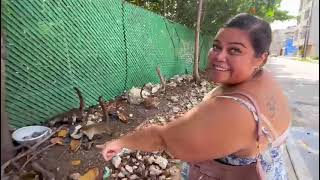 CRAZY FEEDING FRENZY Wild Coatimundi in Cancun México [upl. by Hirsch]