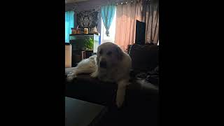 Babysat my daughters big guy greatpyrenees greatpy [upl. by Novak291]