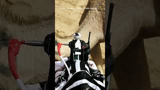 Robot Jockeys Replaced Children in Camel Racing [upl. by Claribel]