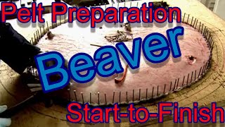 Beaver Pelt Preparation in detail start to finish easy to follow Focus on Trapping [upl. by Torp]