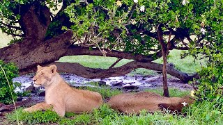 LIONS Simba Kenya [upl. by Goody]