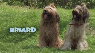 Briard Dog Breed Information 101 [upl. by Antoinetta230]