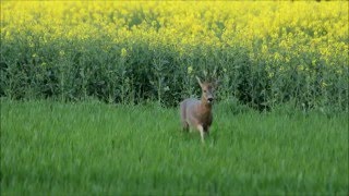 notre belle Nature  le brocard  qui mue [upl. by Balac879]