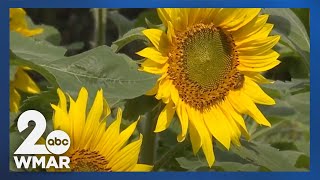 Owner proposes redeveloping part of Jarrettsville sunflower farmland [upl. by Htiekram]