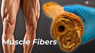 How Your Muscle Fibers Change With Exercise [upl. by Leandro]