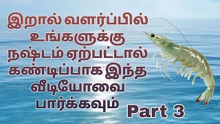 shrimp farming tamilnadu part 3 [upl. by Grimbly]