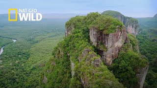 COLOMBIA SALVAJE ESPECIAL CHIBIRIQUETE  NATGEO WILD [upl. by Baudelaire733]