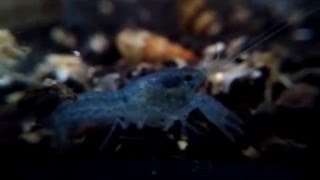 Dwarf Blue Crayfish  Cambarellus Diminutus quotLeast Crayfishquot [upl. by Gunilla12]