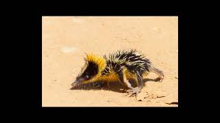 striped tenrec [upl. by Leverett]