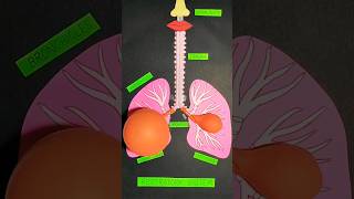 Respiratory System Model [upl. by Doroteya]