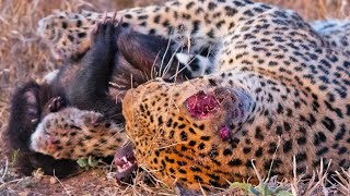 Honey Badger Tries Escaping Leopards Grip [upl. by Rambert589]