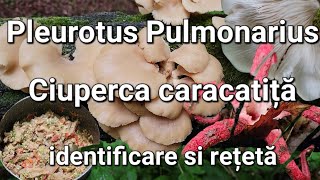 Ciuperca Caracatiței Pleurotus Pulmonarius Cum se identificaRețetă [upl. by Fleming]