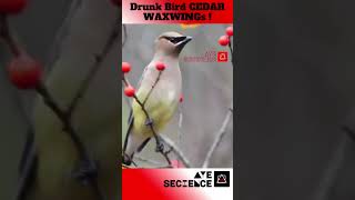 Polish Cedar Waxwing Drunk Birds [upl. by Vieva424]