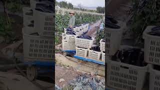 Rail transportation process of vegetables in farmland [upl. by Rolph921]