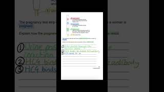 GCSE Biology  Monoclonal Antibodies 6 Marks Pregnancy Test  HCG ✅gcse biology [upl. by Nirhtak]