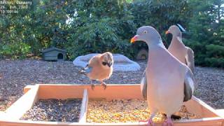 Highlights Today owl bathing squirrels Recke Germany  June 26 2020 [upl. by Suk]