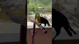 Beautiful tucán toucanbird birds animals subscribe life reels wildlife [upl. by Nosmas161]