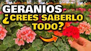 SECRETOS INCREÍBLES para CUIDAR GERANIOS o NOVIOS  Hacer Florecer Plantas  Abono Casero Flores [upl. by Noryb]