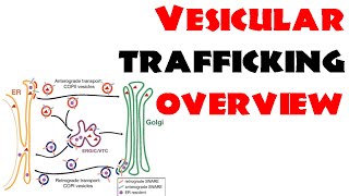 Vesicle trafficking  vesicle transport in cell [upl. by Lateehs]