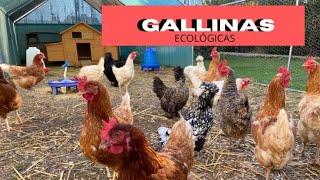 Cómo cuidar GALLINAS PONEDORAS en casa  HUEVOS ECOLÓGICOS vida natural [upl. by Boorer]