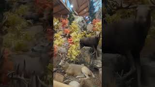 Taxidermy Animals at Cabelas [upl. by Marcoux]