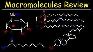 Macromolecules Review [upl. by Bowen]