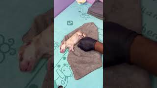 New brown puppy viral shorts feed doglover labrador youtubeshorts dog [upl. by Arodoeht712]