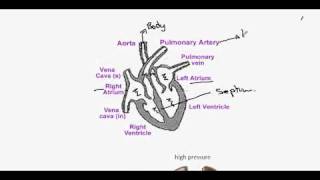 263aHeart Structure [upl. by Archer]