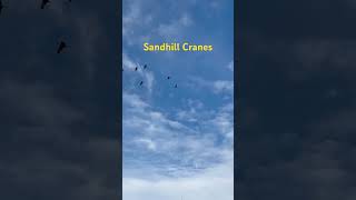 Sandhill Cranes overhead [upl. by Nohsar]