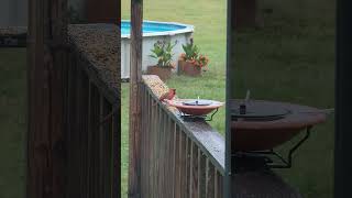 Such a pretty red cardinal out for some birdseed [upl. by Chavaree]