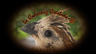 🕊️ Canto de la Codorniz Crestada 🕊️ [upl. by Jeconiah428]