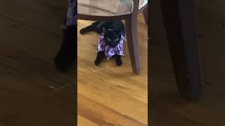 Raven mad at her mama 😂 halloweencollar [upl. by Nyluqcaj]