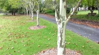 Platanus x acerifolia  top 10 fast growing trees  Platan HD 08 [upl. by Bennion]