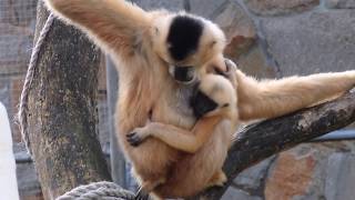 Meet our new gibbon baby [upl. by Mintz]