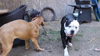 Playdate American Bulldog Dogue de Bordeaux and lovable Mutt [upl. by Patrick]