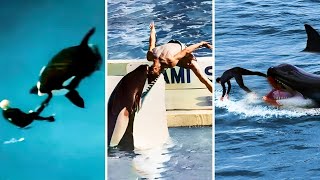 The Most Horrific Killer Whale Attacks Marathon [upl. by Falzetta]