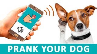 DOORBELL Sounds to Prank your Dog  Audio Toys for Dogs HD [upl. by Arline]