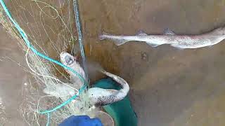 VIDEO 33 RETREVEING THE TRAMMEL NET AND REMOVE THE CATCH PLAICE FLOUNDER THORN BACK RAY [upl. by Ahsilek]