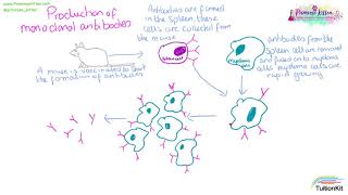 Monoclonal Antibodies [upl. by Silvano]