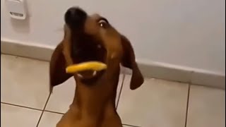 Trick the dog into eating lemons 😂 pets cat dog cute animals [upl. by At]