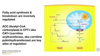 Integrated lipid metabolism – overviewreview [upl. by Eddie]