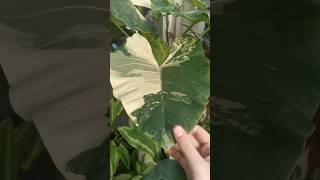 alocasia macrorrhiza variegated [upl. by Aleacin]