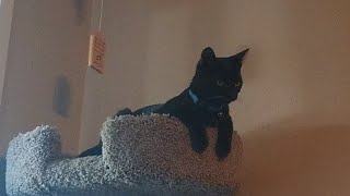 some clips of my cat cory [upl. by Rialc]